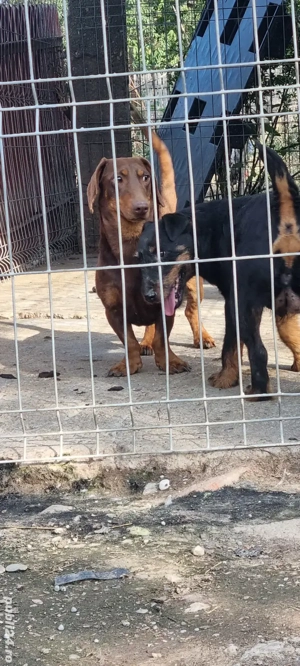 Mascul Teckel  - imagine 5