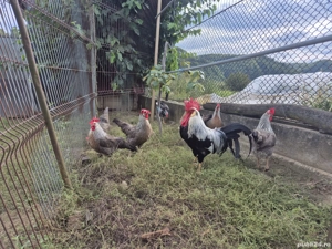 familie gaini italiene 