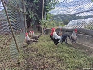 familie gaini italiene  - imagine 3 familie gaini italiene  - imagine 3