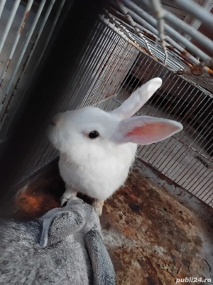 vând iepuri - imagine 4