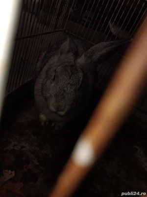 vând iepuri - imagine 5