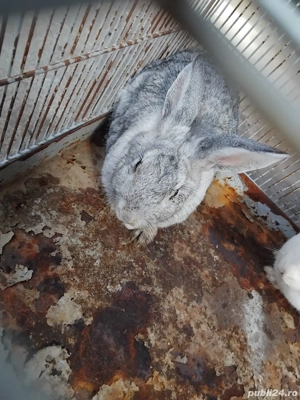 vând iepuri - imagine 3