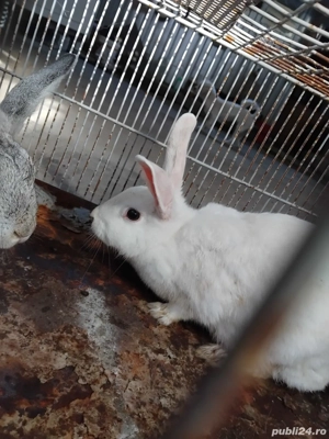vând iepuri - imagine 2