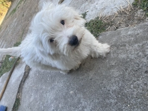 Vând pui bichon maltez  - imagine 3 Vând pui bichon maltez  - imagine 3