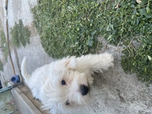 Vând pui bichon maltez 