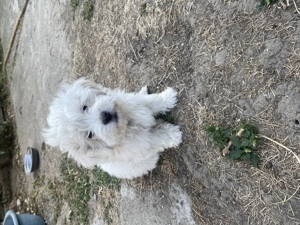 Vând pui bichon maltez  - imagine 2 Vând pui bichon maltez  - imagine 2