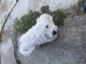 Vând pui bichon maltez  - imagine 4 Vând pui bichon maltez  - imagine 4