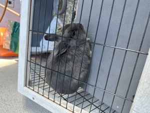 Donez iepure pitic de 6 luni