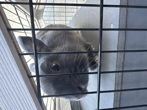 Donez iepure pitic de 6 luni - imagine 2