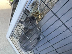 Donez iepure pitic de 6 luni - imagine 3