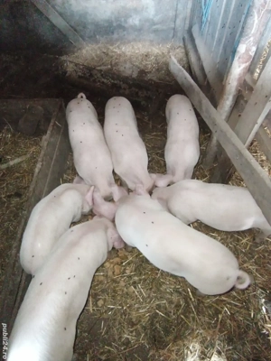 Purcei de vânzare  - imagine 2