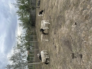 Schimb berbecuț Droper cu mieluta