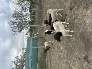 Schimb berbecuț Droper cu mieluta - imagine 3 Schimb berbecuț Droper cu mieluta - imagine 3