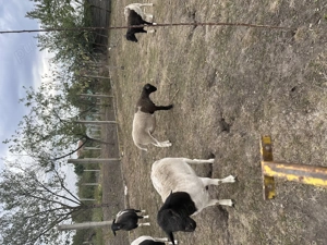 Schimb berbecuț Droper cu mieluta - imagine 2 Schimb berbecuț Droper cu mieluta - imagine 2