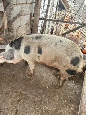 Vand porc in jur de 170 kg