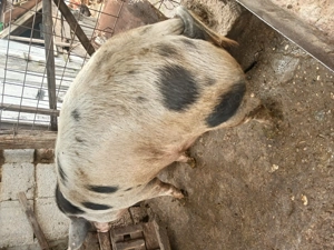 Vand porc de carne  - imagine 4