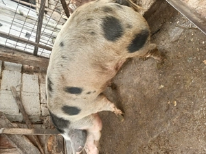 Vand porc  - imagine 5 Vand porc  - imagine 5