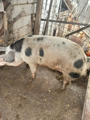 Vand porc in jur de 170 kg - imagine 3