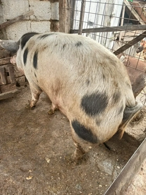 Vand porc in jur de 170 kg - imagine 4