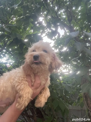 puddel baiat cu carnet de sanatate - imagine 4