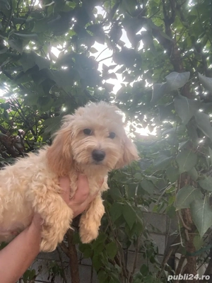puddel baiat cu carnet de sanatate - imagine 3