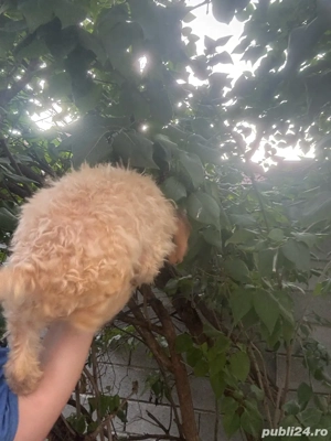 puddel baiat cu carnet de sanatate - imagine 2
