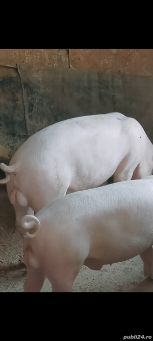 Porc( vier) de vânzare 