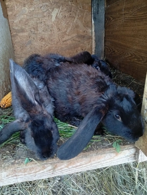 Iepuri belgieni  - imagine 4 Iepuri belgieni  - imagine 4