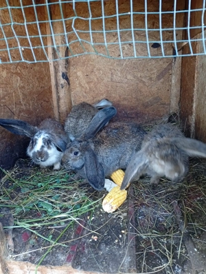 Iepuri belgieni  - imagine 2 Iepuri belgieni  - imagine 2