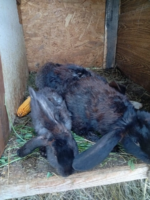 Iepuri belgieni  - imagine 3 Iepuri belgieni  - imagine 3