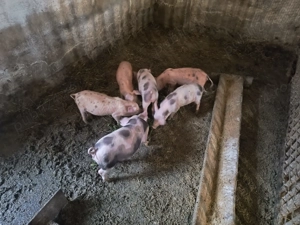 Vând purcei 7 săptămâni  - imagine 2