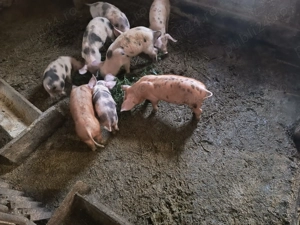 Vând purcei 7 săptămâni 