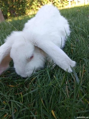 Mascul berbec german  - imagine 2