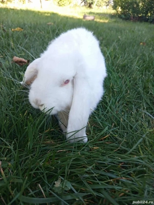 Mascul berbec german  - imagine 3