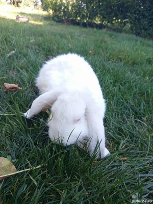 Mascul berbec german  - imagine 4