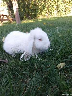 Mascul berbec german 