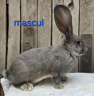 Iepuri urias german - imagine 5