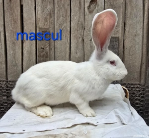 Iepuri urias german - imagine 4