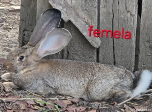 Iepuri urias german - imagine 2