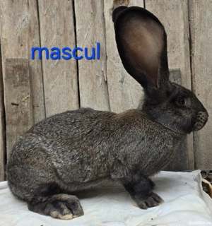 Iepuri urias german - imagine 3