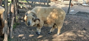 Berbec țurcan de vânzare 3 Ani - imagine 2 Berbec țurcan de vânzare 3 Ani - imagine 2