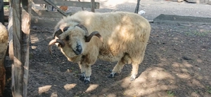 Berbec țurcan de vânzare 3 Ani - imagine 5 Berbec țurcan de vânzare 3 Ani - imagine 5