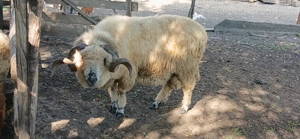 Berbec țurcan de vânzare 3 Ani - imagine 3 Berbec țurcan de vânzare 3 Ani - imagine 3