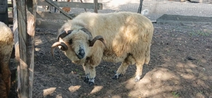 Berbec țurcan de vânzare 3 Ani - imagine 4 Berbec țurcan de vânzare 3 Ani - imagine 4