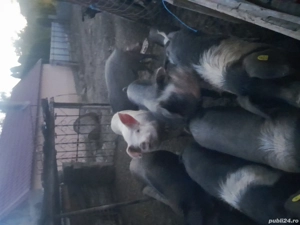 De vanzare  - imagine 3