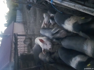 De vanzare  - imagine 4