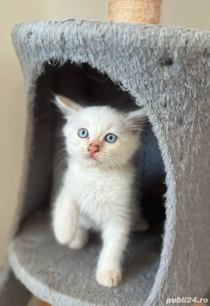 Motănel Ragdoll Flame Point  - imagine 3