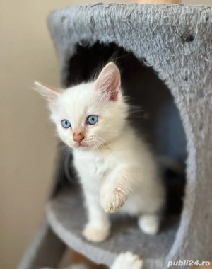 Motănel Ragdoll Flame Point  - imagine 2