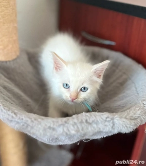 Motănel Ragdoll Flame Point  - imagine 4