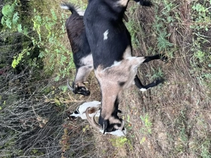 Vând turmă de capre 